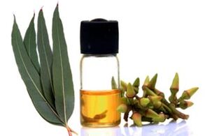 Eucalyptus oil to treat onychomycosis