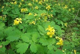 celandine herb to treat nail fungus